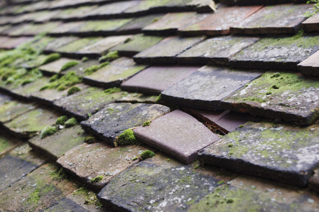 What are the Signs of Roof Rot or Decay