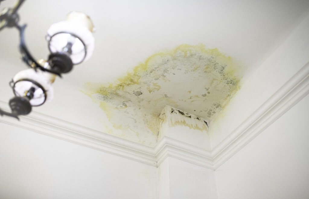 Roof Leaks, Mould, and Mildew
