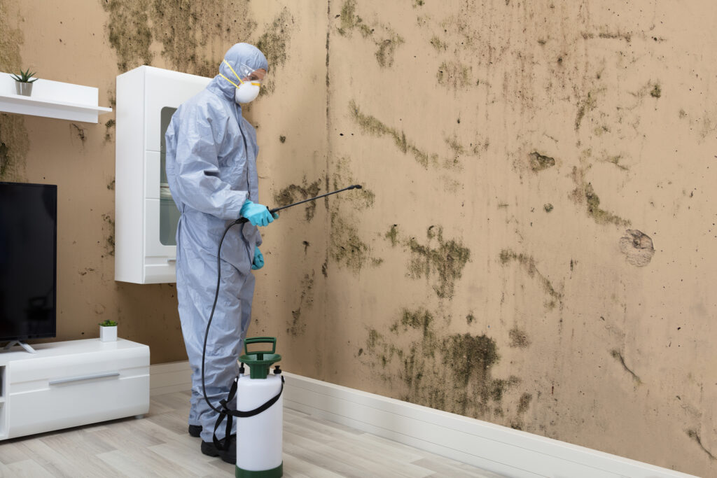 Some Ways to Handle Termite Infestation Professionally