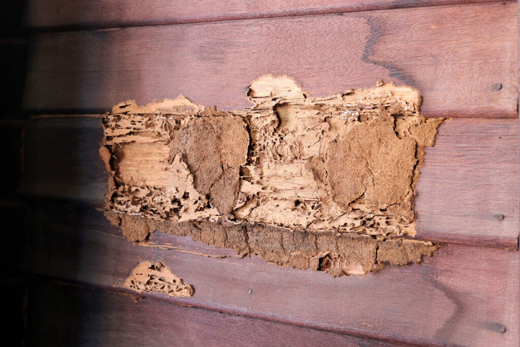 Termite Mud Tubes in Attic