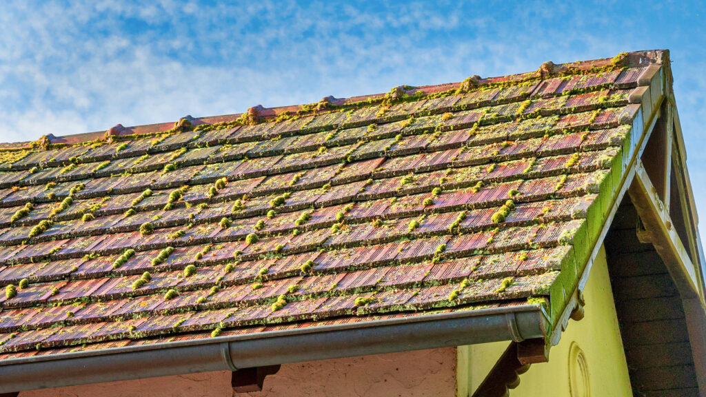 Signs of Roof Algae Damage
