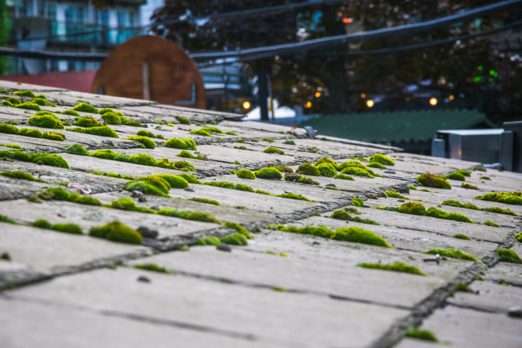 Signs of Roof Algae